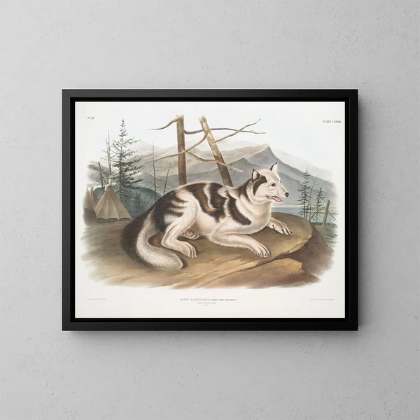 den indiska hanhund - John Woodhouse Audubon — inramlat konstverk på väggen