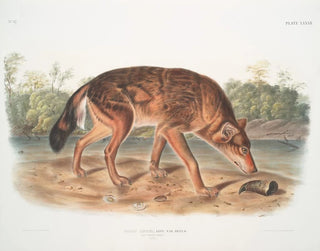 John Woodhouse Audubon - Canis lupus Red Texan Wolf Male.webp