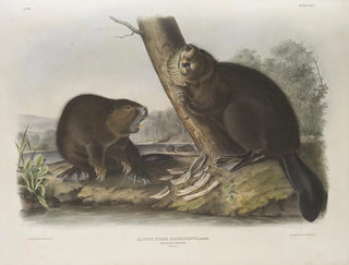 Castor américain - John Woodhouse Audubon — vy av konstverket