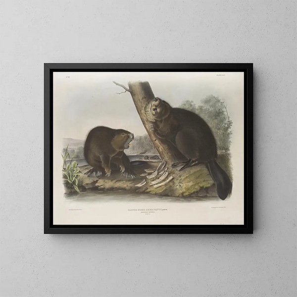 Castor américain - John Woodhouse Audubon — inramlat konstverk på väggen