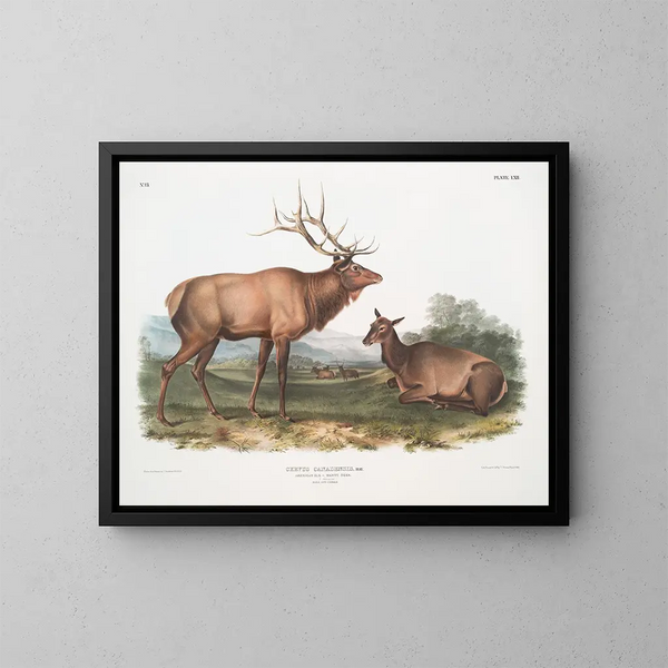 kanadensisk eland hane och hona - John Woodhouse Audubon — inramlat konstverk på väggen