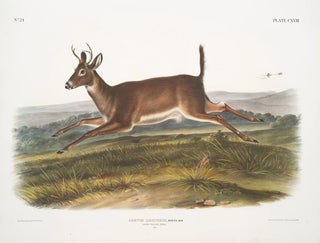 långsvansad hjorthane - John Woodhouse Audubon — vy av konstverket