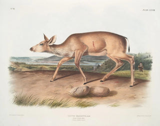 svart stjärtörn, hona i sommarpäls - John Woodhouse Audubon — vy av konstverket