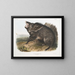 Peccary med halsband, hane - John Woodhouse Audubon — inramlat konstverk på väggen