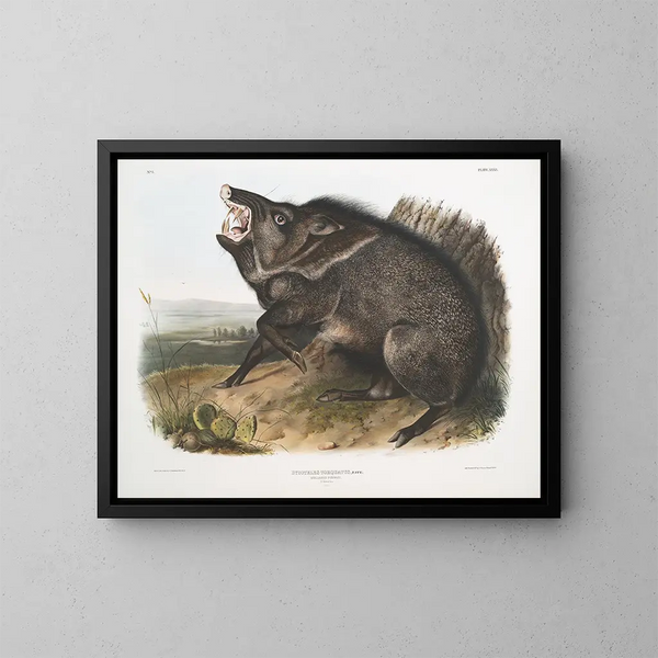 Peccary med halsband, hane - John Woodhouse Audubon — inramlat konstverk på väggen