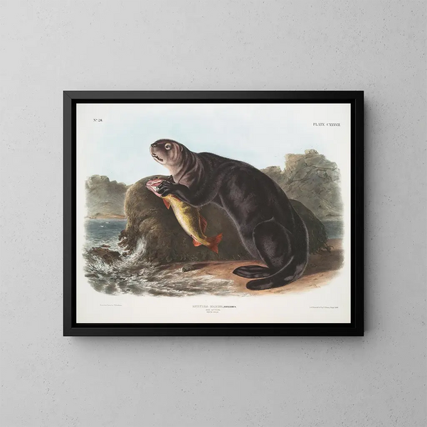 ung manlig havs otter - John Woodhouse Audubon — inramlat konstverk på väggen