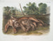 Félin concolor, den unga honan av puman - John Woodhouse Audubon — vy av konstverket