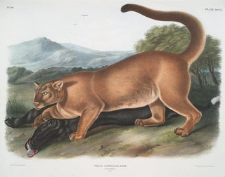Le puma mâle - John Woodhouse Audubon — vy av konstverket