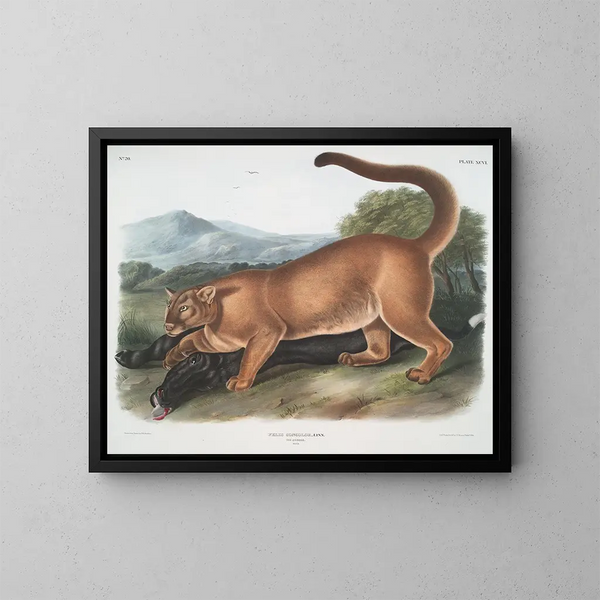 Le puma mâle - John Woodhouse Audubon — inramlat konstverk på väggen