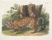 Jaguar hona - John Woodhouse Audubon — vy av konstverket