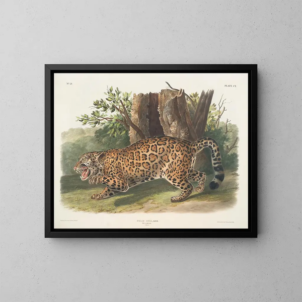 Jaguar hona - John Woodhouse Audubon — inramlat konstverk på väggen