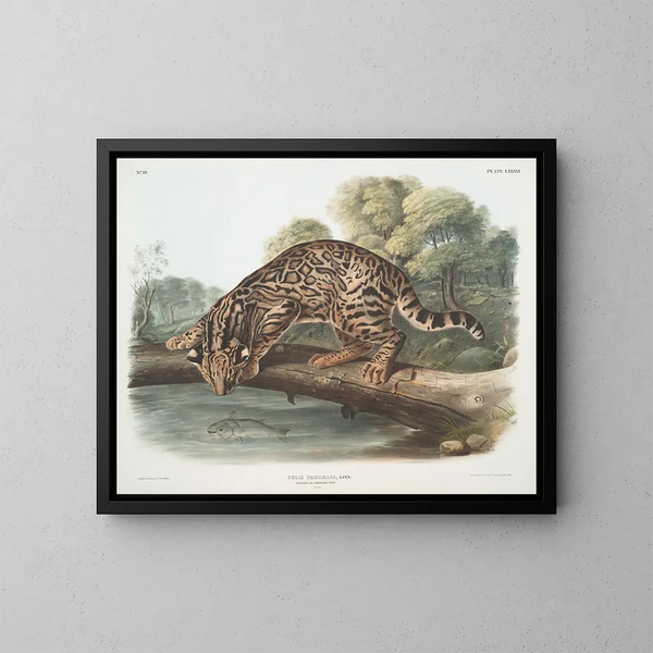 Ocelot eller hankatt leopard - John Woodhouse Audubon — inramlat konstverk på väggen