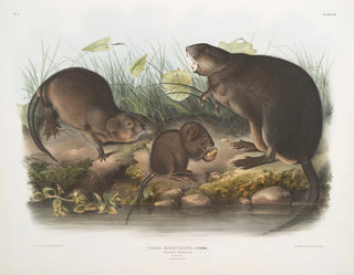 Rat musqué naturlig storlek gammal och ung - John Woodhouse Audubon — vy av konstverket