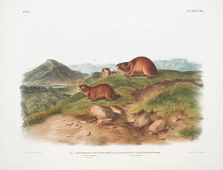 Lemming fauve Storlek naturlig Lemming med tre horn Storlek naturlig - John Woodhouse Audubon — vy av konstverket