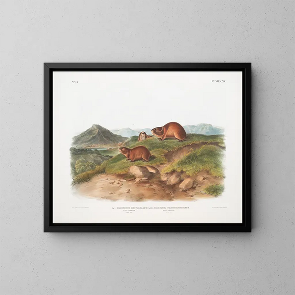 Lemming fauve Storlek naturlig Lemming med tre horn Storlek naturlig - John Woodhouse Audubon — inramlat konstverk på väggen