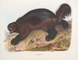Gulo luscus, le glouton - John Woodhouse Audubon — vy av konstverket