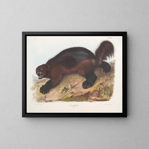 Gulo luscus, le glouton - John Woodhouse Audubon — inramlat konstverk på väggen