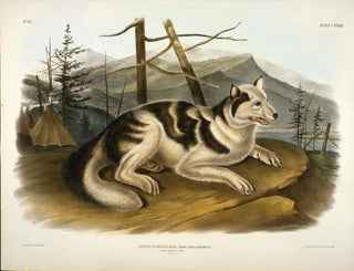 den indiska hunden från Hare - John Woodhouse Audubon — vy av konstverket