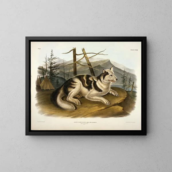 den indiska hunden från Hare - John Woodhouse Audubon — inramlat konstverk på väggen
