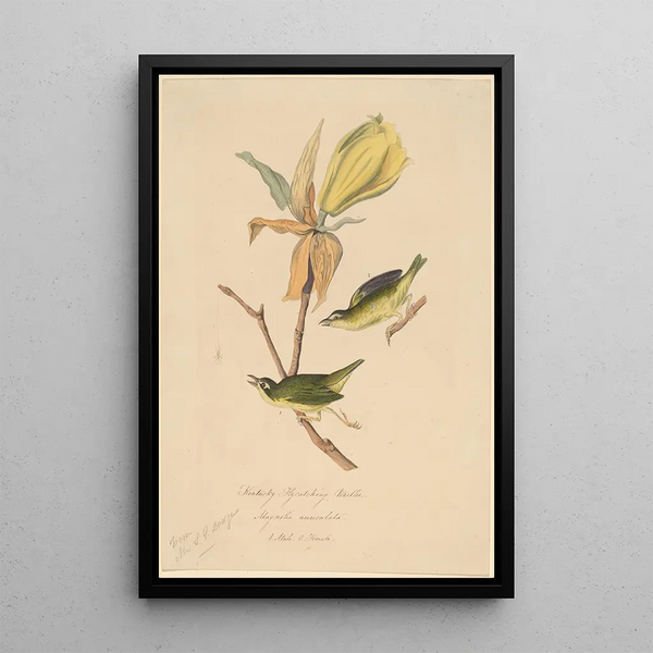 John Woodhouse Audubon - Kentucky Flycatching Warbler.webp