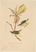 Kentucky guldvingad paruline - John Woodhouse Audubon — vy av konstverket