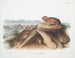 Lagomys princeps Petit lièvre chef Taille naturelle - John Woodhouse Audubon — vy av konstverket