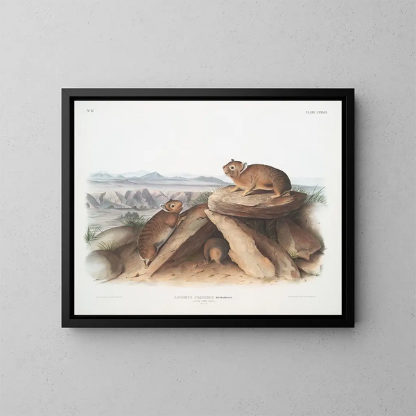 Lagomys princeps Petit lièvre chef Taille naturelle - John Woodhouse Audubon — inramlat konstverk på väggen