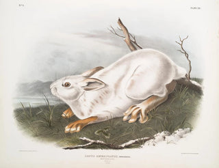 John Woodhouse Audubon - Lepus Americanus Northern Hare Natural size Winter.webp
