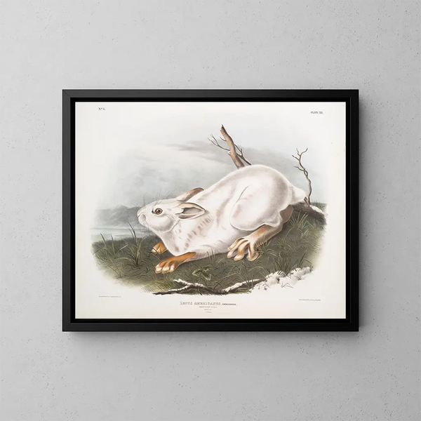 Lièvre d'Amérique, naturlig storlek, vinter - John Woodhouse Audubon — inramlat konstverk på väggen