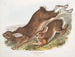 Lièvre d'Amérique - John Woodhouse Audubon — vy av konstverket