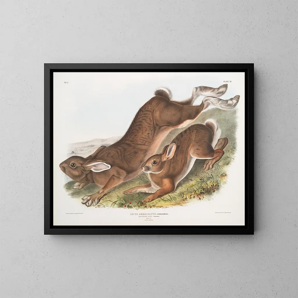 Lièvre d'Amérique - John Woodhouse Audubon — inramlat konstverk på väggen