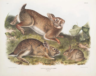 Lièvre sylvestre, grå kanin, naturlig storlek, gammal och ung - John Woodhouse Audubon — vy av konstverket