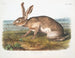 en manlig texansk hare i naturlig storlek - John Woodhouse Audubon — vy av konstverket