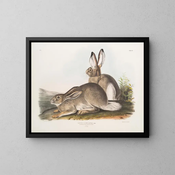 Townsend Hare, bergshare i Klippiga bergen, naturlig storlek, hane och hona - John Woodhouse Audubon — inramlat konstverk på väggen