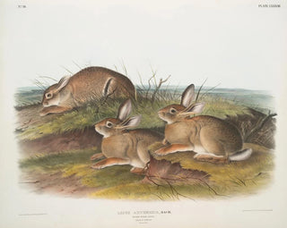 Lièvre artemisia, lièvre i varm trä, hane och hona, naturlig storlek - John Woodhouse Audubon — vy av konstverket