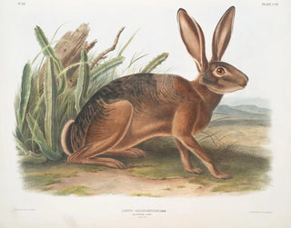 Californisk kanin i naturlig storlek - John Woodhouse Audubon — vy av konstverket