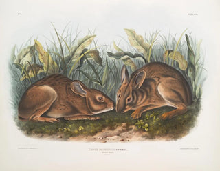 Lièvre des marais i naturlig storlek - John Woodhouse Audubon — vy av konstverket