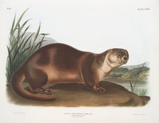 den manliga lodjuret i Kanada - John Woodhouse Audubon — vy av konstverket