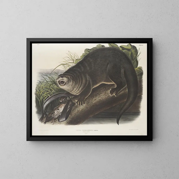 Loutre du Canada storlek naturlig man - John Woodhouse Audubon — inramlat konstverk på väggen