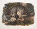 Lynx du Canada mâle - John Woodhouse Audubon — vy av konstverket