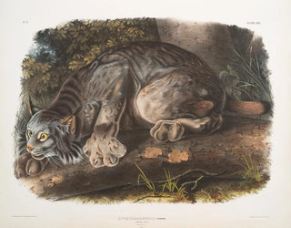 Lynx du Canada mâle - John Woodhouse Audubon — vy av konstverket