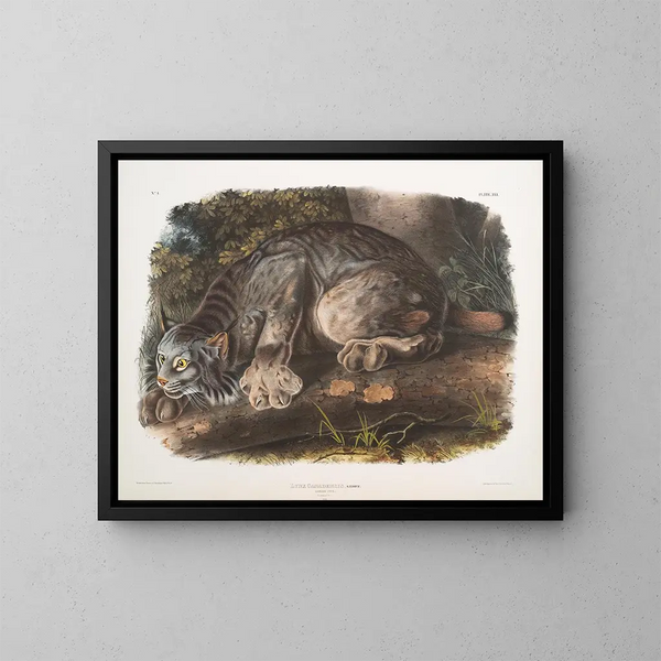 Lynx du Canada mâle - John Woodhouse Audubon — inramlat konstverk på väggen