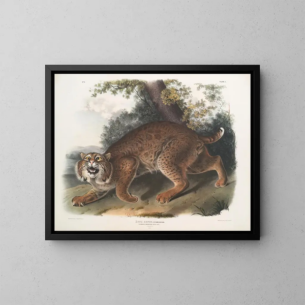 Lynx roux - John Woodhouse Audubon — inramlat konstverk på väggen