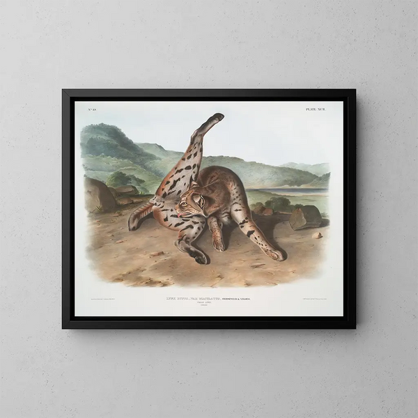 Lynx röd variant maculatus hona från Texas - John Woodhouse Audubon — inramlat konstverk på väggen