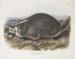 Meles labradorius, amerikansk bäver, naturlig storlek - John Woodhouse Audubon — vy av konstverket
