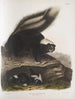 Mephitis Americana Mouffette amerikanska vanlig Storlek naturlig hona - John Woodhouse Audubon — vy av konstverket