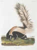 Mephitis macroura Muflon med stor svans, manlig, i naturlig storlek - John Woodhouse Audubon — vy av konstverket
