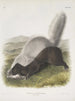 Mephitis mesoleuca Mouffette texane Storlek naturlig - John Woodhouse Audubon — vy av konstverket