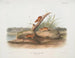 Souris orange Mus aureolus taille naturelle - John Woodhouse Audubon — vy av konstverket