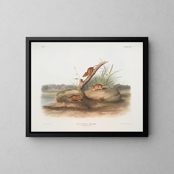 Souris orange Mus aureolus taille naturelle - John Woodhouse Audubon — inramlat konstverk på väggen